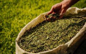 Misiones: Anunciaron nuevas medidas para sostener el precio de la yerba mate, elevando el monto disponible por empresa de 80 millones de pesos a 400 millones de pesos, con el objetivo de sostener el precio