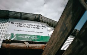 Misiones: 50 millones de pesos en genética para fortalecer las cuencas lecheras y actividad ovina