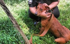 Tres perros atrapados en un incendio fueron rescatados por la Policía de Misiones