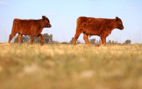 El Gobierno Nacional derogó un Decreto de 1973 y Argentina volverá a exportar ganado vacuno en pie para faena