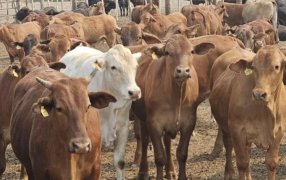 Ganaderos de Córdoba buscan recrear un modelo exitoso de Paraguay: En 5 años, aumentó 50% la producción