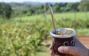 Las ventas de yerba mate se mantienen firmes en el mercado local y en las exportaciones