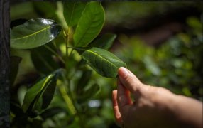 Misiones: Trazabilidad tecnológica en la yerba mate para fortalecer la economía regional