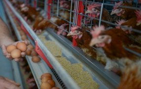 El huevo crece en todos los frentes: Despegue en exportaciones y mayor consumo interno