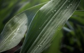 Yara amplifica su compromiso con la sustentabilidad: La compañía noruega lanza al mercado su nueva línea de bioestimulantes YaraAmplix