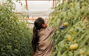 Misiones: El Municipio de Eldorado contará con un Centro de Validación y Producción Hortícola