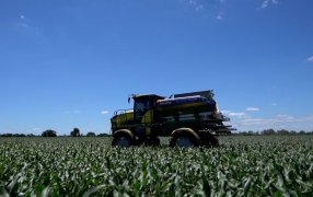 La nutrición del maíz evoluciona: Nitrógeno más eficiente, mejores resultados