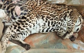 Misiones: Investigan un nuevo caso de atropellamiento de fauna en la provincia, apareció un gato onza muerto en en la zona de Paraje Itatí