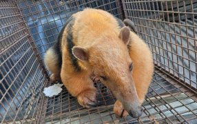 Misiones: Rescataron a un oso hormiguero herido sobre la Ruta Provincial N° 4 en el Municipio de Dos Arroyos