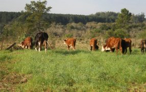 Aprovechamiento de la Avena Strigosa en la zona sur de la provincia de Misiones