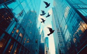 Palomas en centros urbanos: Entre la protección legal y el riesgo sanitario para los adultos mayores