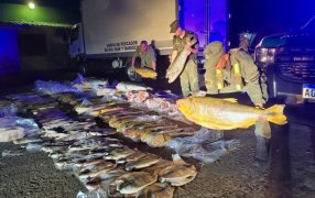 Gendarmes secuestraron 720 kilos de pescado: Se trataban de 444 piezas ícticas