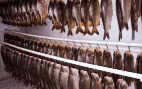 En el marco de Semana Santa, la provincia de Misiones fortalece la acuicultura con una nueva cosecha de cinco mil kilos de pescado