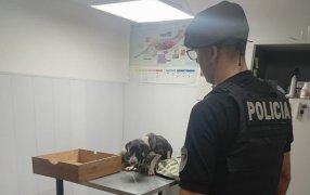 Oberá: Por pedido de vecinos, la Policía de Misiones rescató a una perra herida y sus crías que habrían sido abandonadas desde un vehículo
