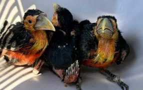 Misiones: En una jornada marcada por el compromiso ambiental, tres operativos permitieron rescatar y resguardar a ejemplares de fauna silvestre