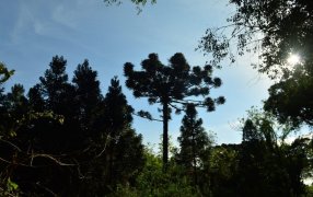 Eldorado reúne al sector forestal: Las Jornadas Técnicas Forestales y Ambientales celebran 40 años con foco en innovación y sostenibilidad