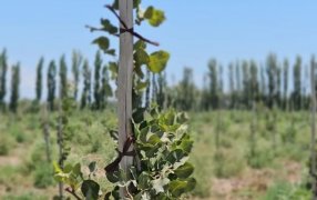 El Pistacho argentino amplia su base de inversores con perfiles de siete provincias y cuatro países extranjeros