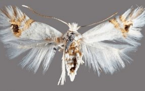 La provincia de Río Negro en alerta por el avance de la polilla del álamo, en pleno inicio de la cosecha frutícola