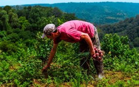 Misiones: El 1° de Junio comienza el Programa Provincial Ahora Chacra y ya está habilitada la adhesión para ferreterías y agroveterinarias