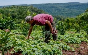 Productores misioneros acceden a reintegros del 20% en insumos a través del Ahora Chacra: Todos los detalles