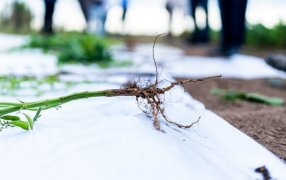 Coinoculación: Una herramienta biológica disponible frente a la compactación de suelos