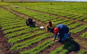 Con el objetivo de fortalecer la producción forrajera, el INTA presentó tres nuevas variedades de raigrás anual