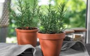 Los beneficios de colocar una planta de romero en la ventana de la casa