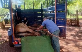 Maltrato Animal: Un caballo colapsó de agotamiento y la Policía de Misiones montó un operativo para rescatarlo en la ciudad de Posadas