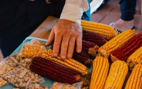 Especialistas y agricultores de cuatro países se encuentran en Misiones para trabajar sobre semillas y biodiversidad