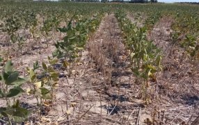 Hubo 66% menos de lluvias: La sequía en la región núcleo afecta a la producción agrícola con el enero más adverso en los últimos años