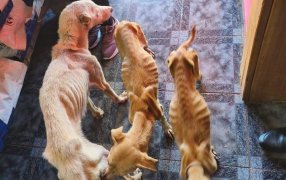 La denuncia de una proteccionista permitió que la Policía de Misiones rescatara e iniciara una causa por crueldad animal en la localidad de Santo Pipó