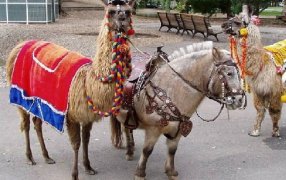 “Cuidado Responsable de Animales” La ciudad de Apóstoles prohibió la utilización de animales en la vía pública con fines lucrativos o comerciales