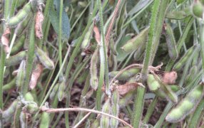 “Grave situación productiva”: Se multiplican los alertas por la sequía en la zona núcleo