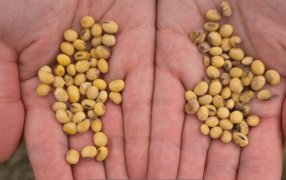 ¿Acelerará la Ley de Semillas?: El acuerdo con EEUU tiene un apartado importante en la propiedad intelectual