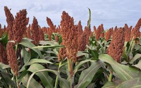 El sorgo no hospeda chicharrita y se consolida como negocio
