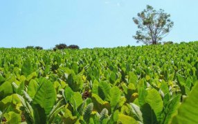 López Sartori: “Vamos a ser inflexibles y cerraremos a las empresas que no paguen al productor”