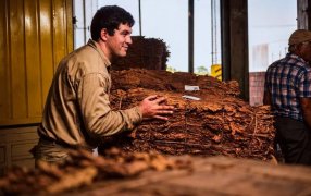 Misiones confirmó nuevo pago del Fondo Especial del Tabaco superior a los 2.600 millones de pesos: “Un esfuerzo para acompañar al productor”