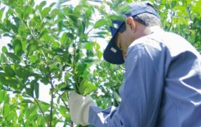 Apóstoles: Entrega de los módulos alimentarios para tareferos empadronados del Municipio