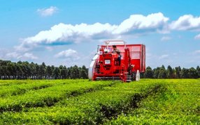 Tecnología y producción orgánica: La provincia de Misiones impulsa una nueva edición de las jornadas tecnológicas del té