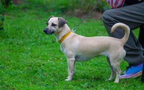 Brindan recomendaciones para el cuidado responsable de mascotas