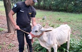 Rápido despliegue de la Policía de Misiones frustró el robo de un ternero en zona rural del Municipio de Campo Ramón