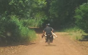 Eldorado: Huían en motocicleta con un ternero robado y fueron atrapados tras una persecución policial en zona rural