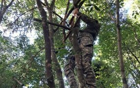 Misiones: La selva se protege con patrullas policiales continuas, desmantelaron dispositivos para caza furtiva