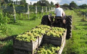 La vendimia no está de fiesta: Se tensó el conflicto salarial y convocan a un paro el viernes