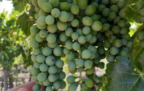 Récord en los viñedos: El avance técnico que logró un 19% más de rendimiento en el corazón de Mendoza