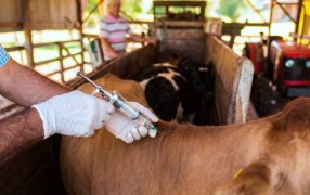 Inicia nueva Campaña de Vacunación contra Fiebre Aftosa y Brucelosis: Misiones refuerza su estatus sanitario y protege la ganadería