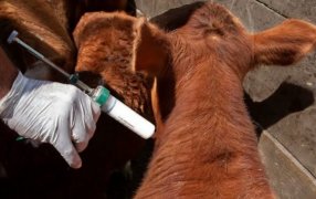 SENASA confirmó el calendario de vacunación contra aftosa y brucelosis, y promete un ahorro en aplicaciones