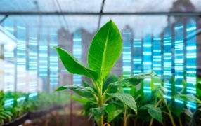 ¿Cómo utiliza Biofábrica Misiones el análisis de ADN en la certificación de plantas?