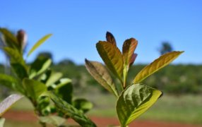 Yerba mate: El Gobierno Nacional ratificó por Decreto que el INYM ya no tiene potestad para definir precios