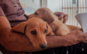 Posadas: IMuSA continúa con atención veterinaria esencial